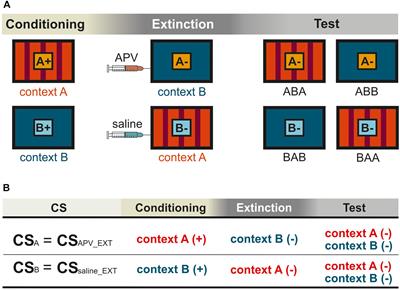 Blocking NMDA-Receptors in the Pigeon’s Medial Striatum Impairs Extinction Acquisition and Induces a Motoric Disinhibition in an Appetitive Classical Conditioning Paradigm